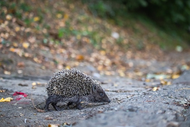們的戰術選 們的戰術選